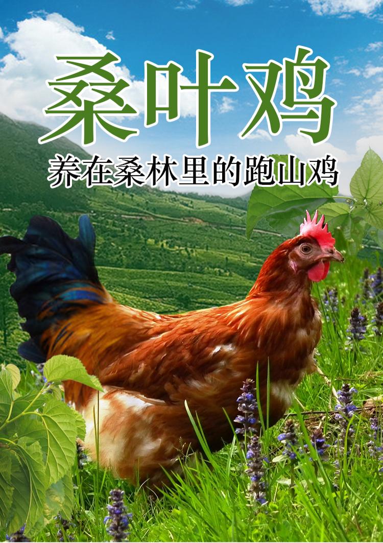桑叶鸡详情页1.jpg